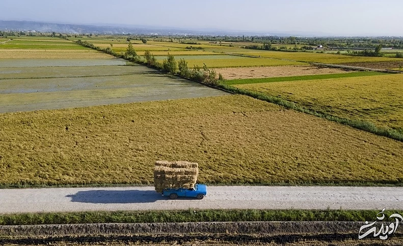 (تصاویر) برداشت برنج در مازندران
